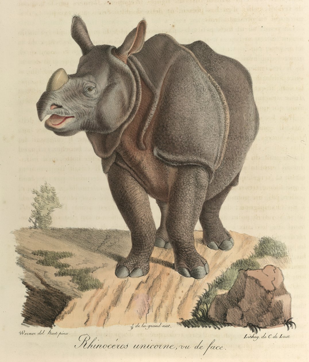 Eenhoorn neushoorn, uit 