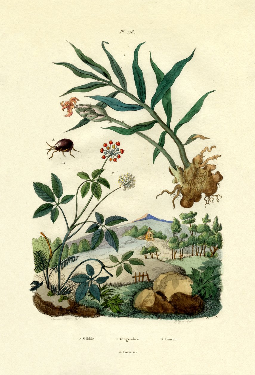 Glanzende spinnenkever, 1833-39 door French School