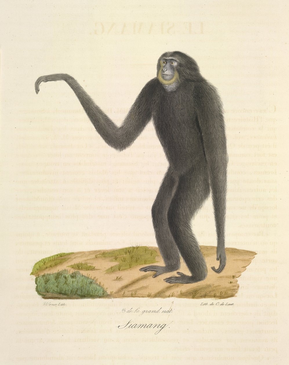 Siamang, uit Histoire Naturelle des Mammifères (kleur litho) door French School