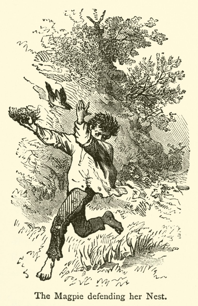 De ekster verdedigt haar nest (gravure) door French School