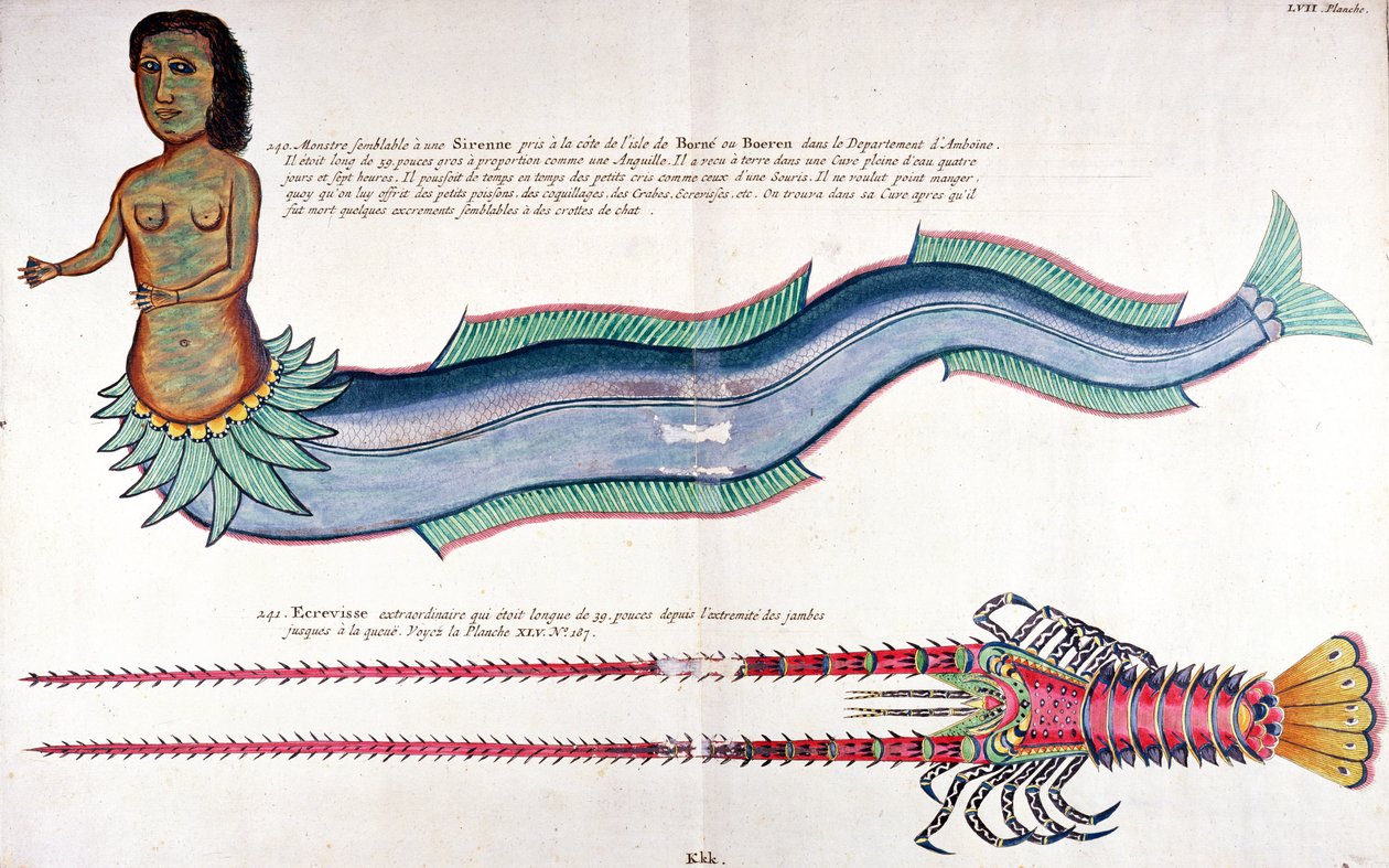 De Zeemeermin van Amboine, uit 