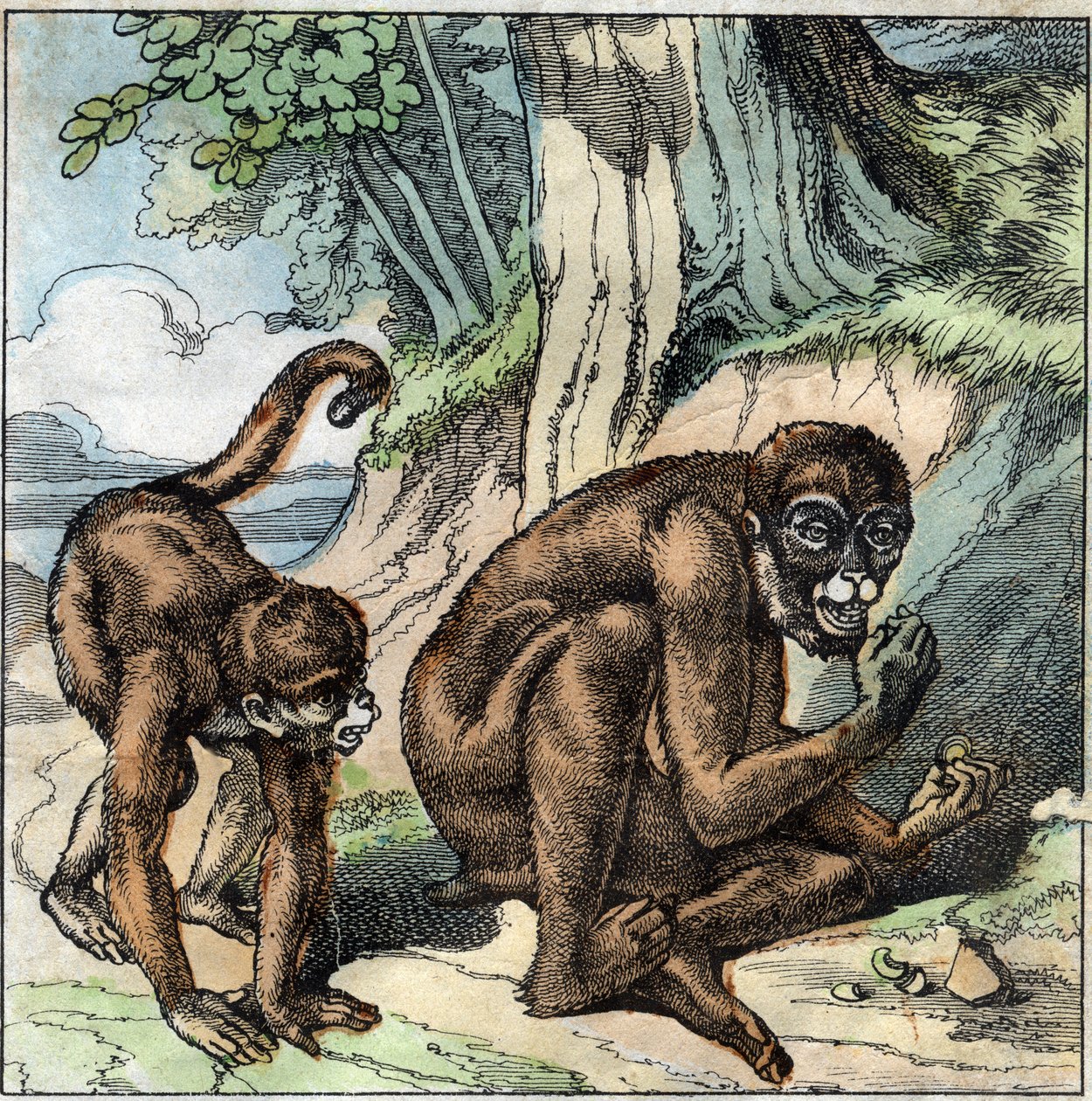 De aap en de noot. Fabel van Jean-Pierre-Claris de Florian (1755-1794) romanschrijver, dichter en fabelschrijver Frans. Illustratie eind 19e eeuw. door French School