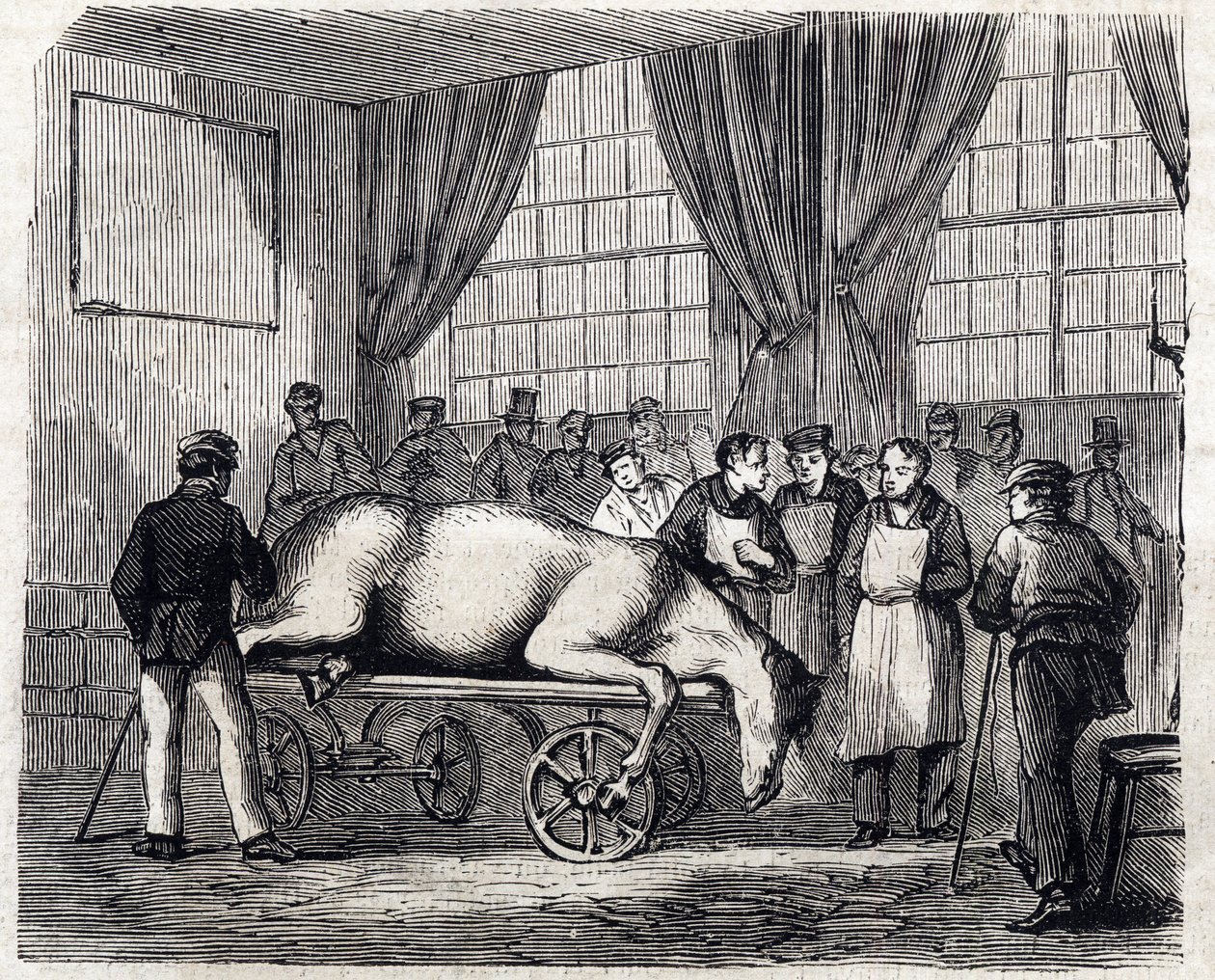De Nationale Veterinaire School van Alfort - Les grandes écoles de France - École vétérinaire de Maison Alfort in 1866 - de operatiekamer - Gravure in 