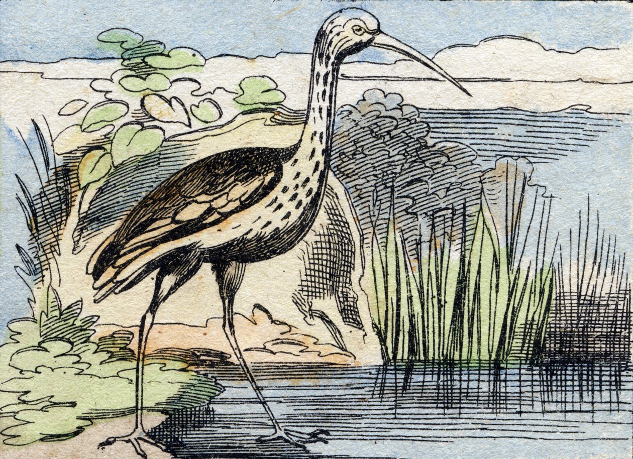 De wulp. Gravure in "Buffon Alphabet des Oiseaux n 2". 3e Serie N 2. Imaging of Epinal, Epinal, eind 19e eeuw. 16 pagina
