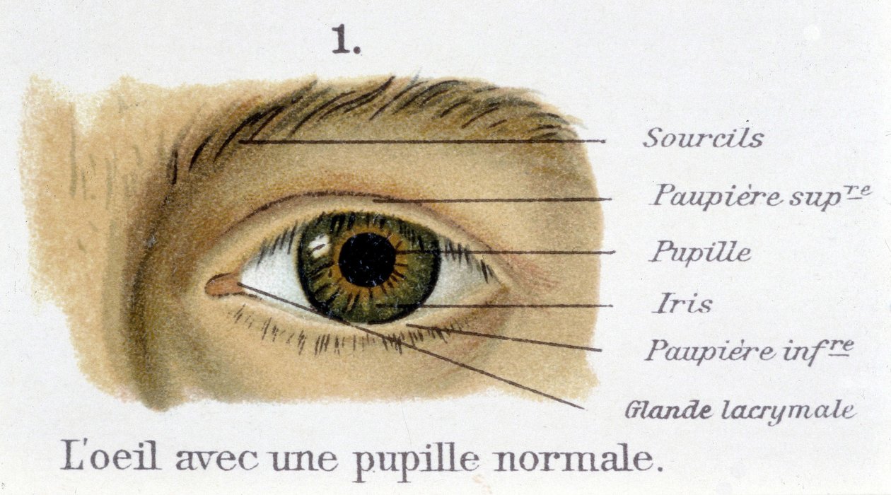 Het oog met een normale pupil (detail) door French School