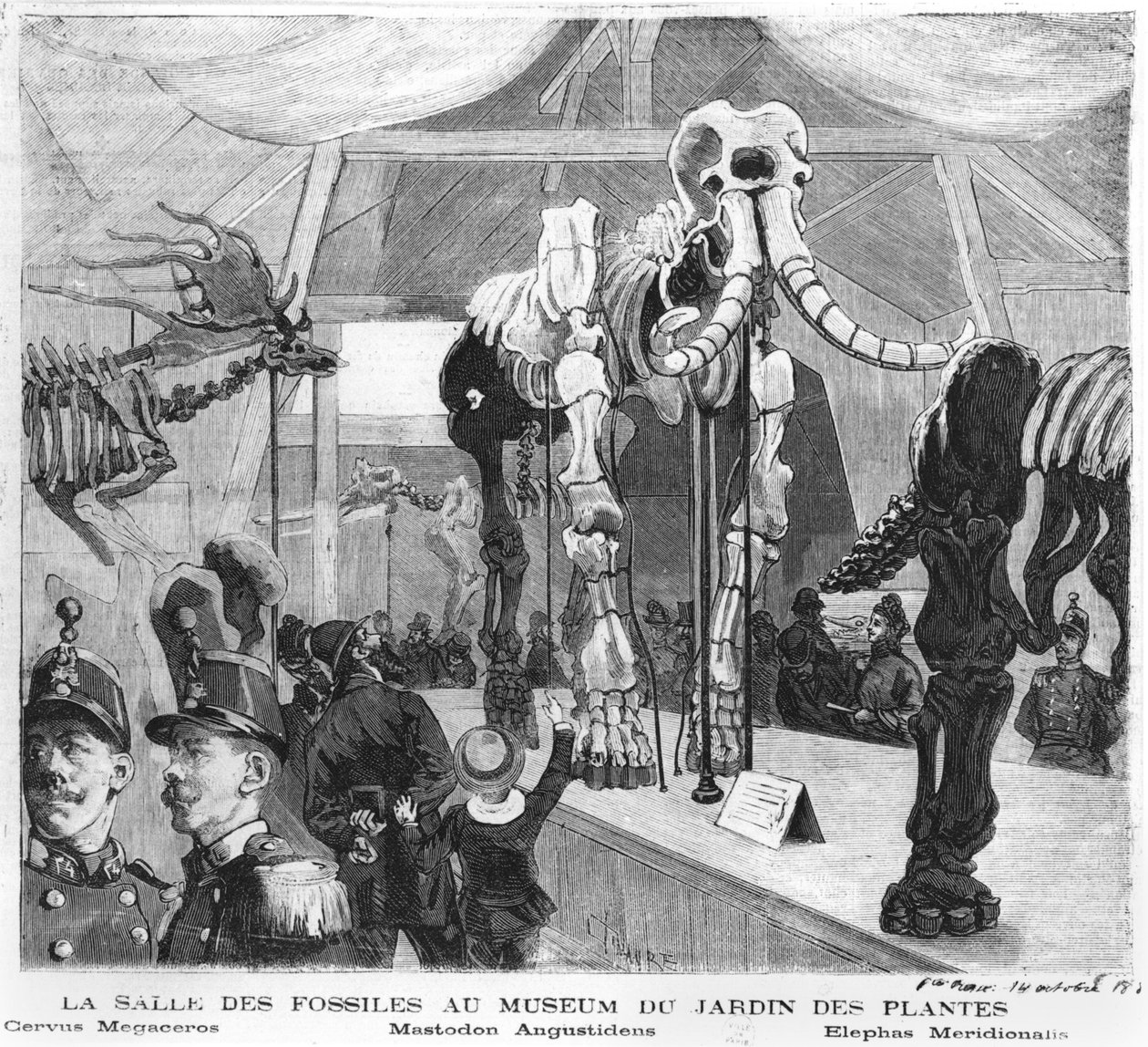 De fossielenkamer in het Museum voor Natuurgeschiedenis in Parijs, c.1880 door French School