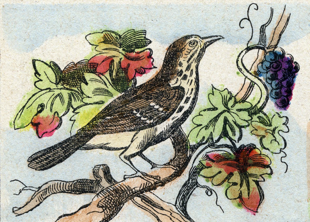 Lijster. Gravure in "Buffon Alphabet des Oiseaux n 1". 3e Serie N 1. Imaging of Epinal, Epinal, eind 19e eeuw. 16 pagina