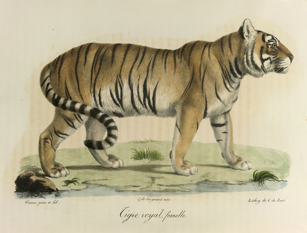Koninklijke tijger, vrouwtje, uit Histoire Naturelle des Mammifères door French School