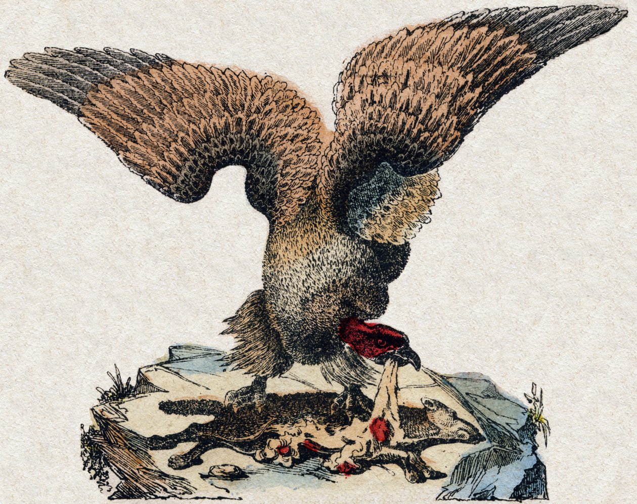 Gier. Gravure in "Alphabet des animaux sauvages". 9e Serie. Beeldvorming van Epinal, Pellerin, drukker-uitgever, circa 1870. Houtsneden, gestencild. 16 pagina
