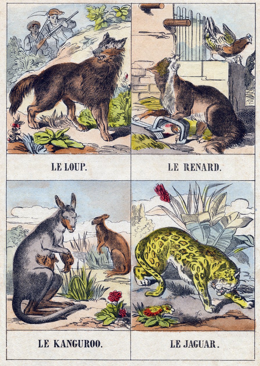 Wolf; Vos; Kangoeroe; Jaguar. Gravure in "Buffon Alphabet des Animaux". 3e Serie N 1. Imaging of Epinal, Epinal, eind 19e eeuw. 16 pagina