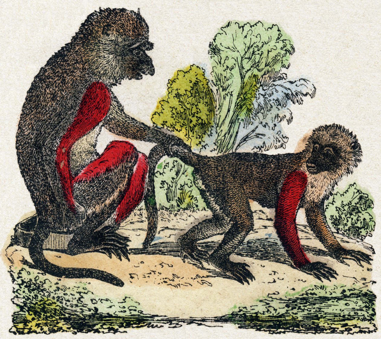 Yarques. Gravure in "Alphabet des animaux sauvages". 9e Serie. Beeldvorming van Epinal, Pellerin, drukker-uitgever, circa 1870. Houtsneden, gestencild. 16 pagina