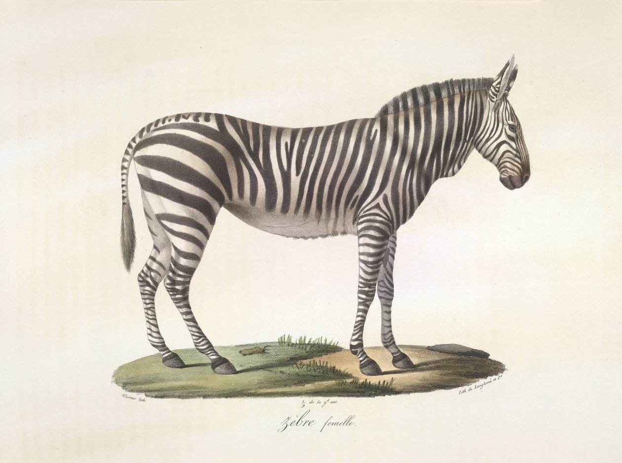 Zébre femelle. Vrouwelijke zebra, uit Histoire Naturelle des Mammifères door French School