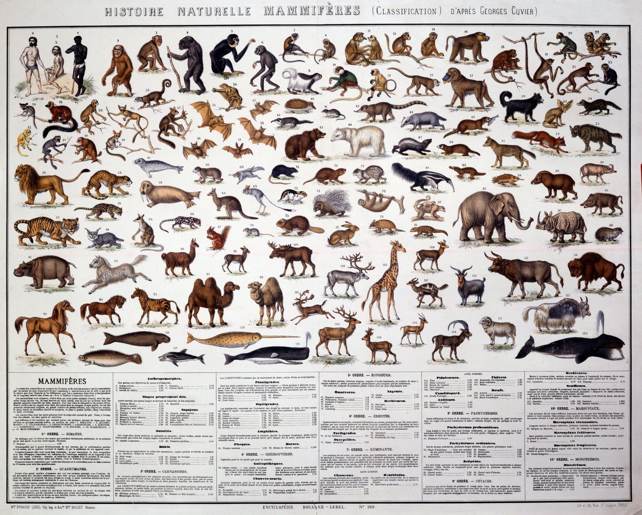 Zoologie: classificatie van zoogdieren volgens de Franse bioloog Georges Cuvier (1769-1832) door French School