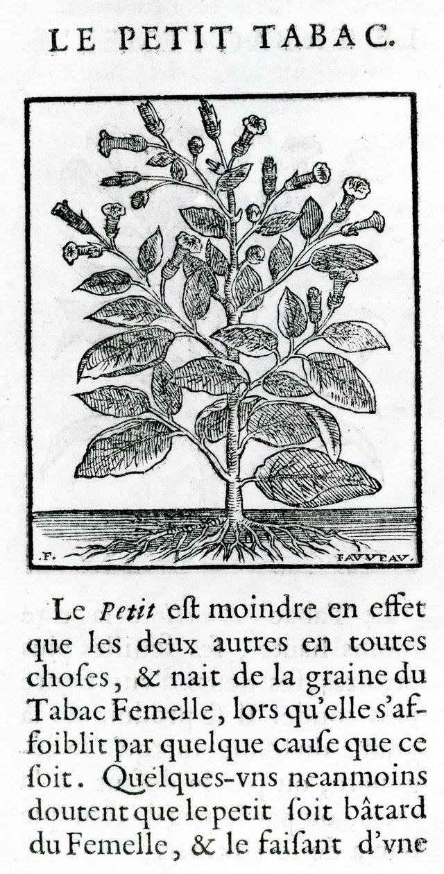 Le Perit Tabac, illustratie uit Discours du Tabac door Jean Le Royer de Prade, 1671 door French School
