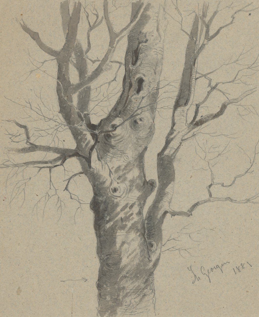 Studie van een geknoopte boomstam door Friedrich Carl von Scheidlin