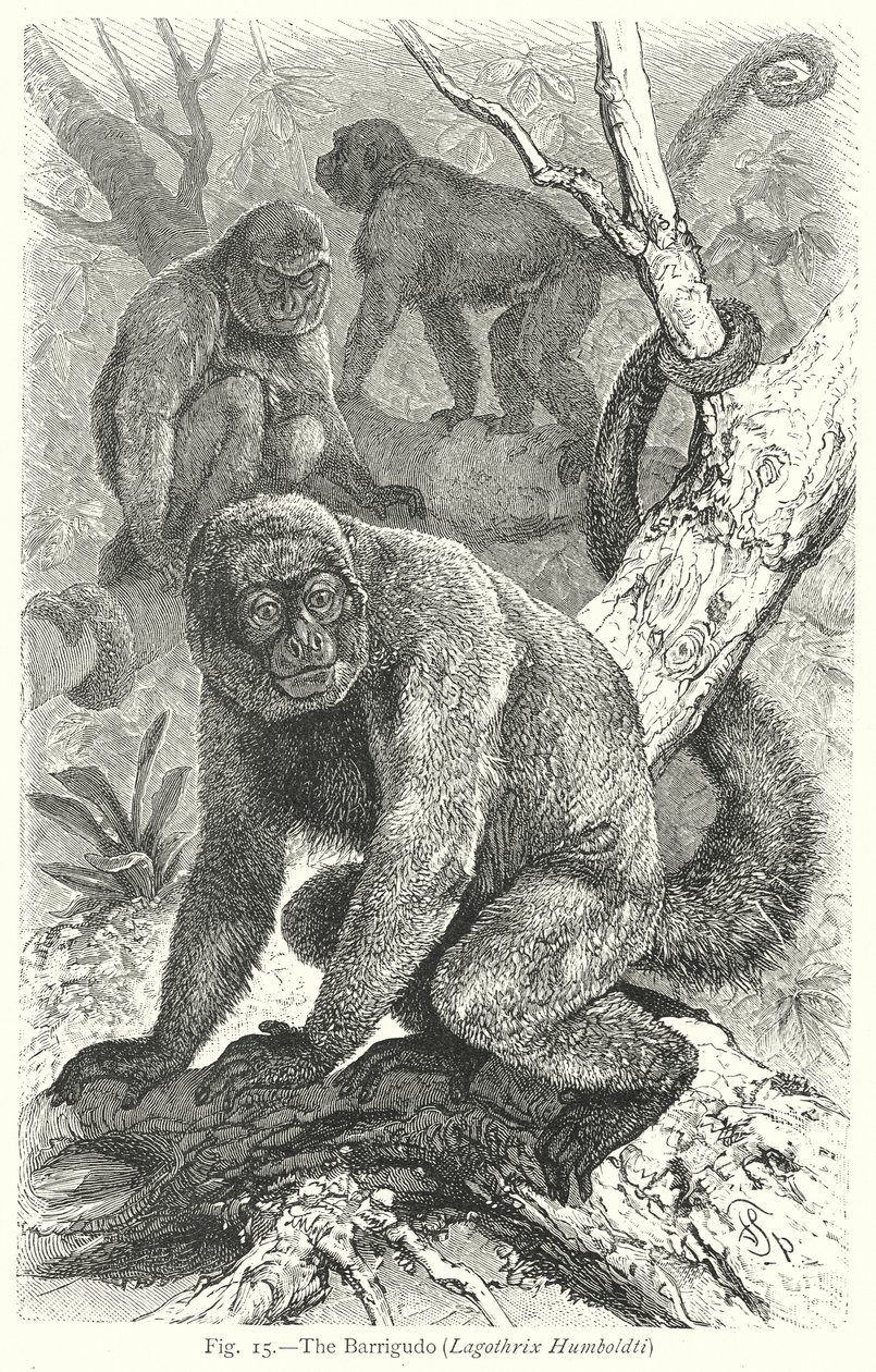 De Barrigudo (Lagothrix Humboldti) (gravure) door Friedrich Specht
