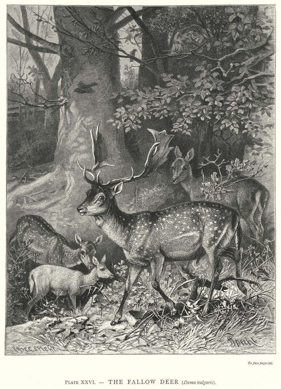  door Friedrich Specht