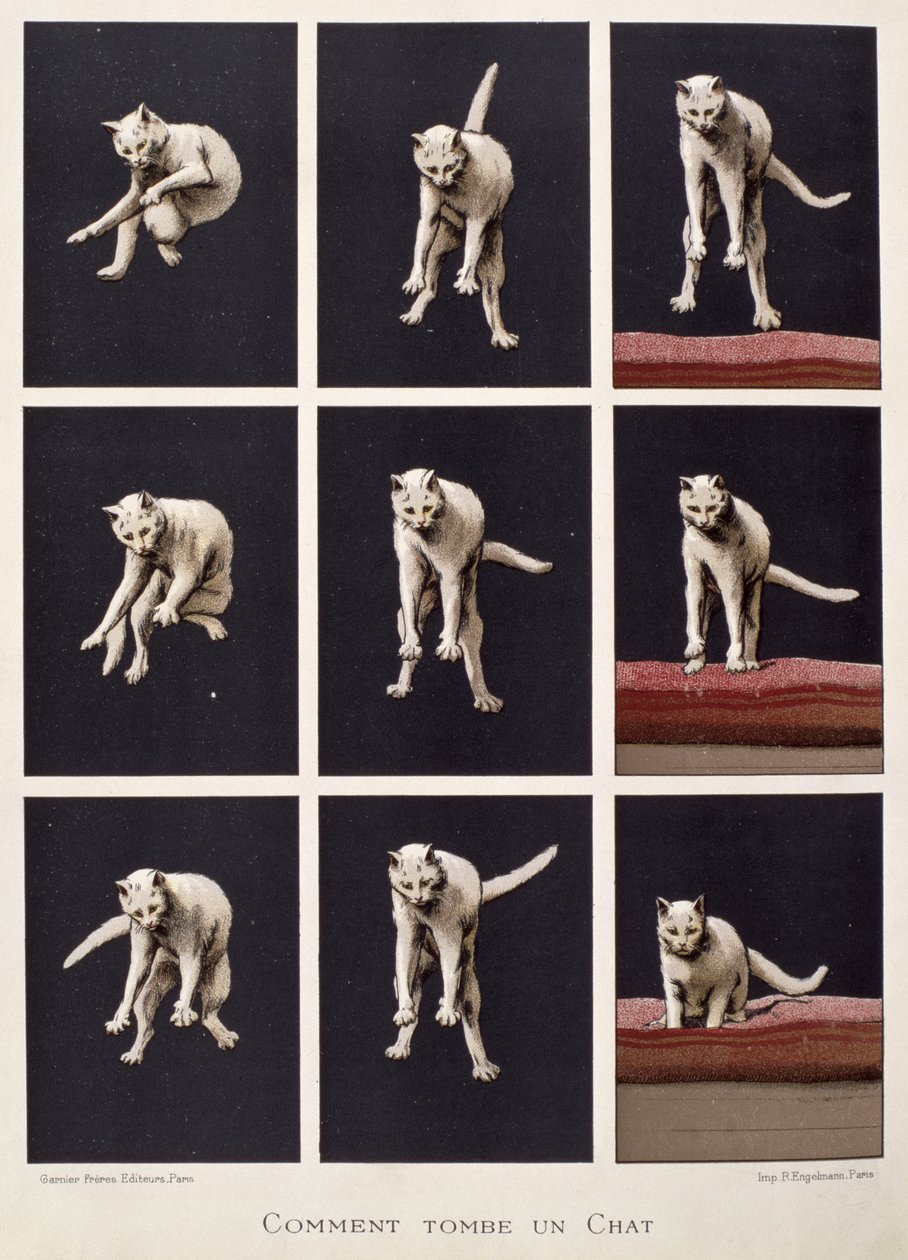 Hoe een kat valt, uit Les Dernieres Merveilles de la Science door Daniel Bellet door G. Lasellaz