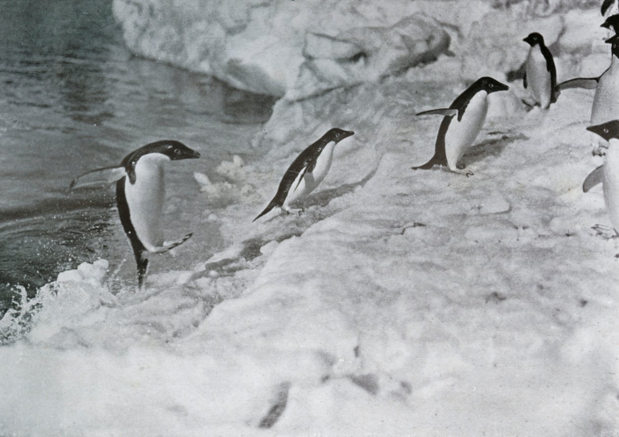 Pinguïns springen op de ijsvoet, ca. 1911, 1913 door G. Murray Levick