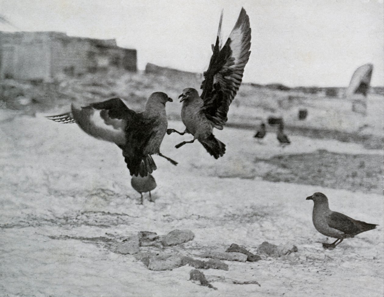 Skua Meeuwen vechten om wat spek, 1911, 1913 door G. Murray Levick