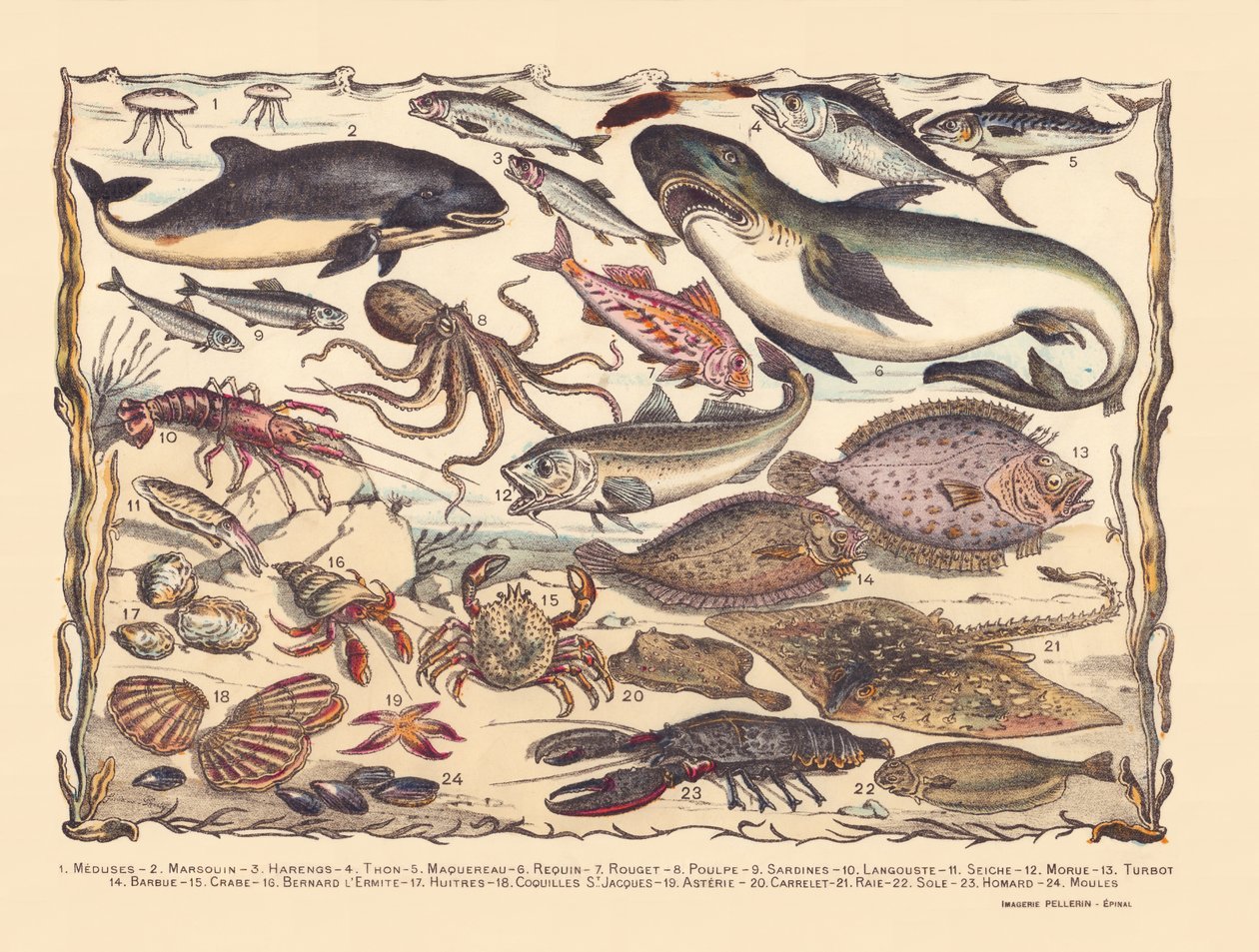 Pagina 16: Kwallen, bruinvis, haring, tonijn, makreel, haai, harder, octopus, sardines, kreeft, inktvis, kabeljauw, tarbot, baard, krab, heremiet Bernard, oesters, sint-jakobsschelpen, asteria, tegel, rog, tong, kreeft, mosselen door Gabriel Gostiaux