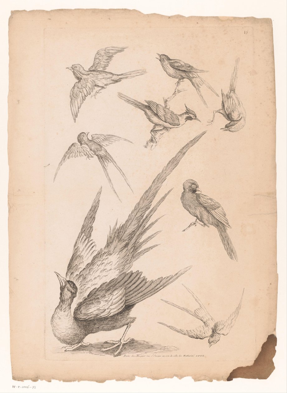Acht Chinese vogels, waaronder mogelijk paradijsvogels (Verschillende Chinese vogels) door Gabriel Huquier (attributed to)
