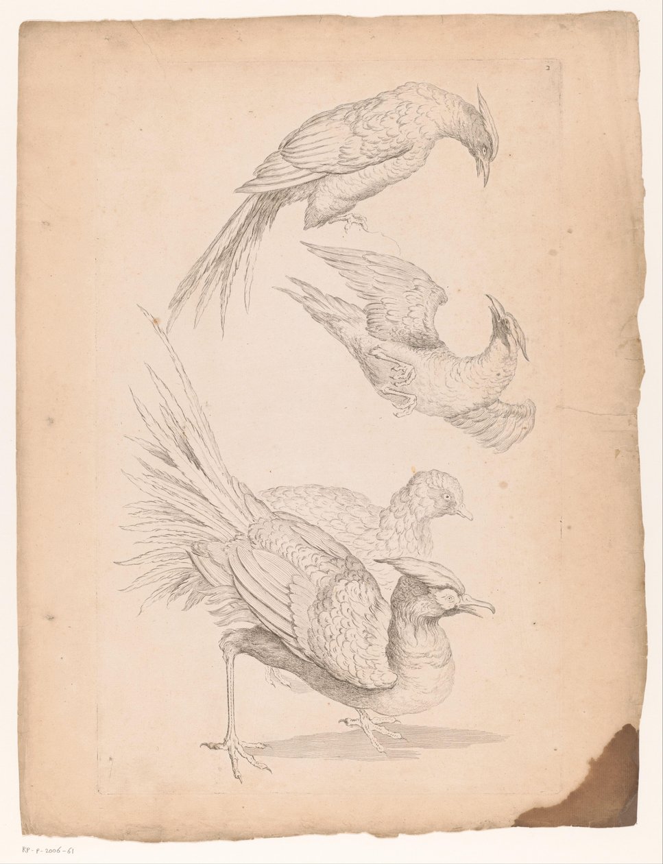 Vier Chinese vogels, mogelijk paradijsvogels door Gabriel Huquier (attributed to)