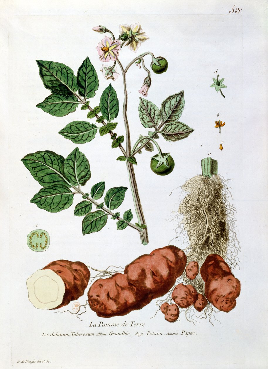 Aardappel, botanische plaat uit 