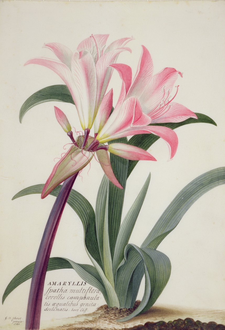 Amaryllis Belladonna, 1761 door Georg Dionysius Ehret