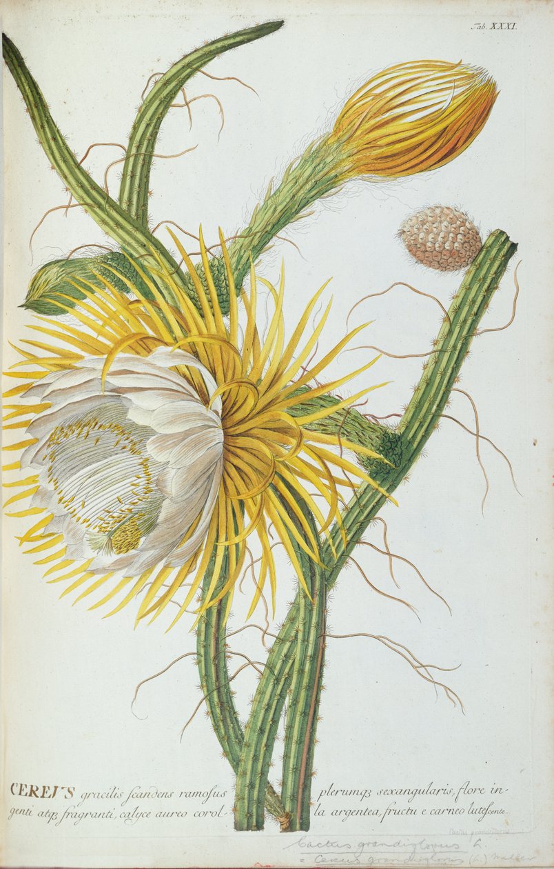Cactus: Cereus, uit Trew