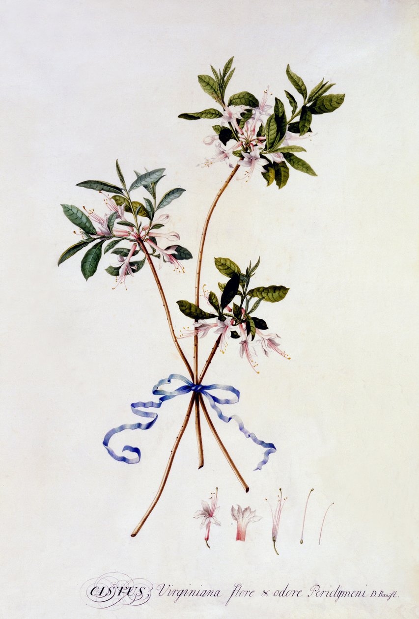 Cistus Virginiana, c.1743 door Georg Dionysius Ehret