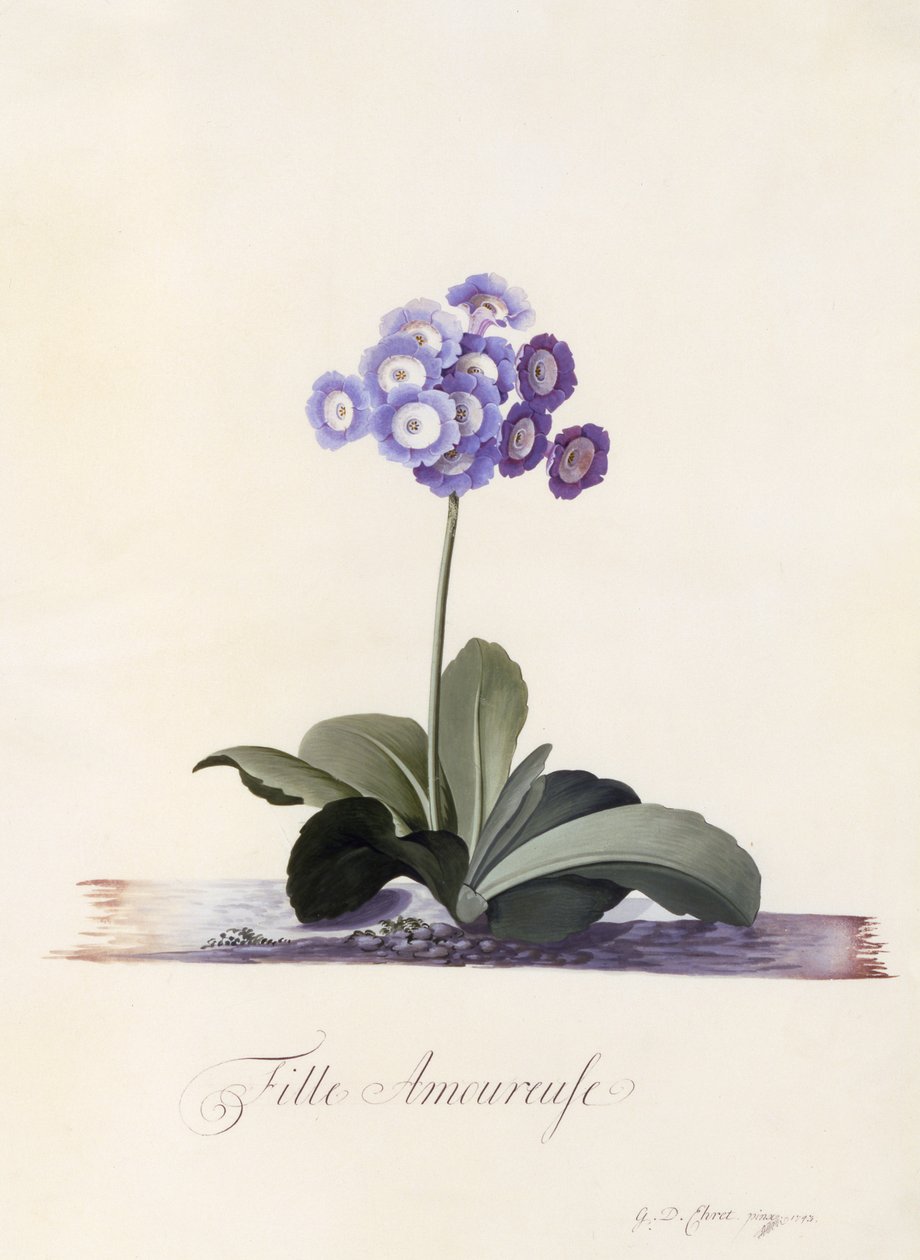 Tuin Auricula, Fille Amoureuse, c.1743 door Georg Dionysius Ehret