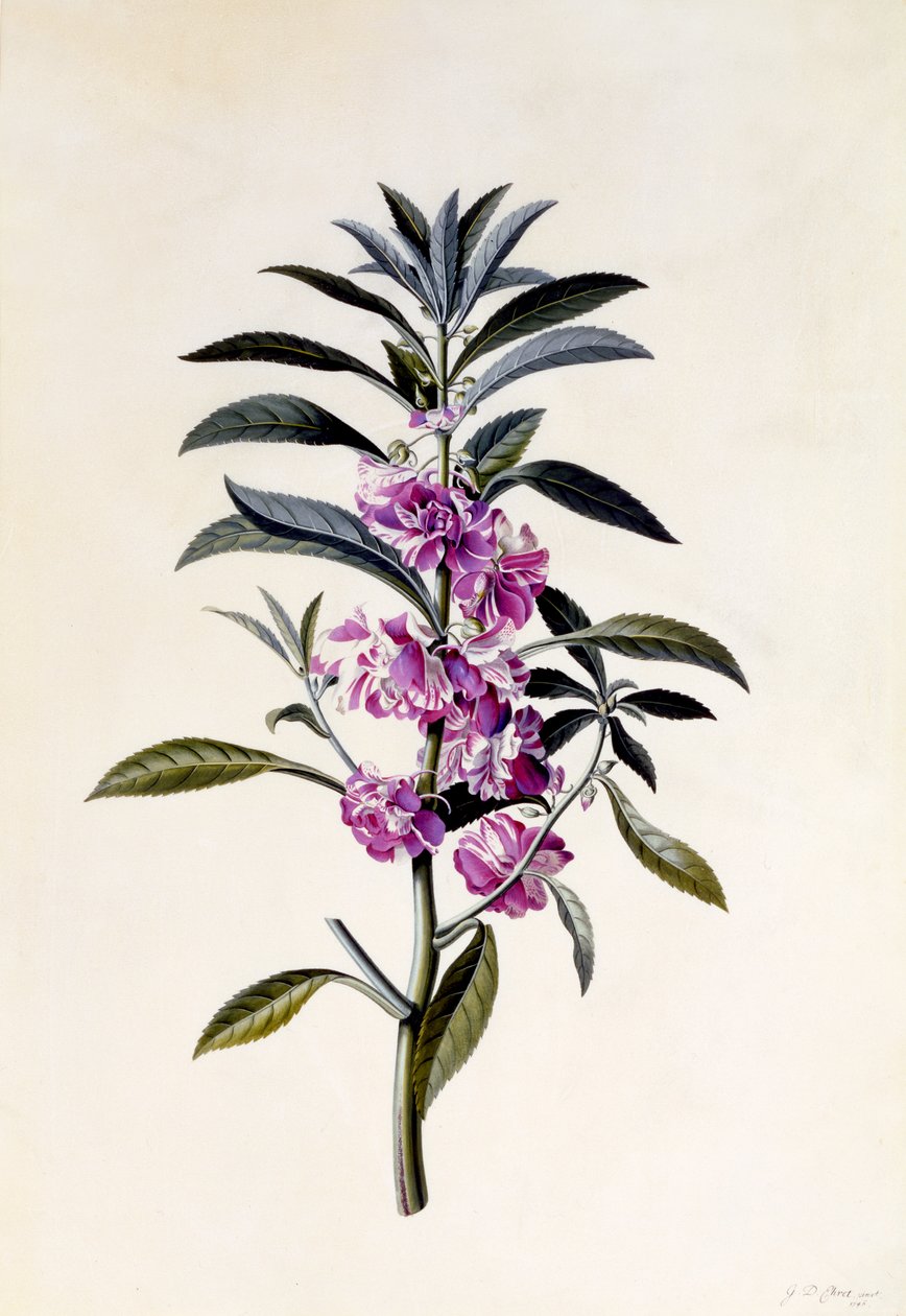 Tuimelbalsamien, Impatiens balsamina, c.1746 door Georg Dionysius Ehret