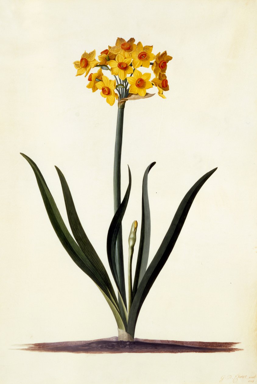 Narcissus, ca.1745 door Georg Dionysius Ehret