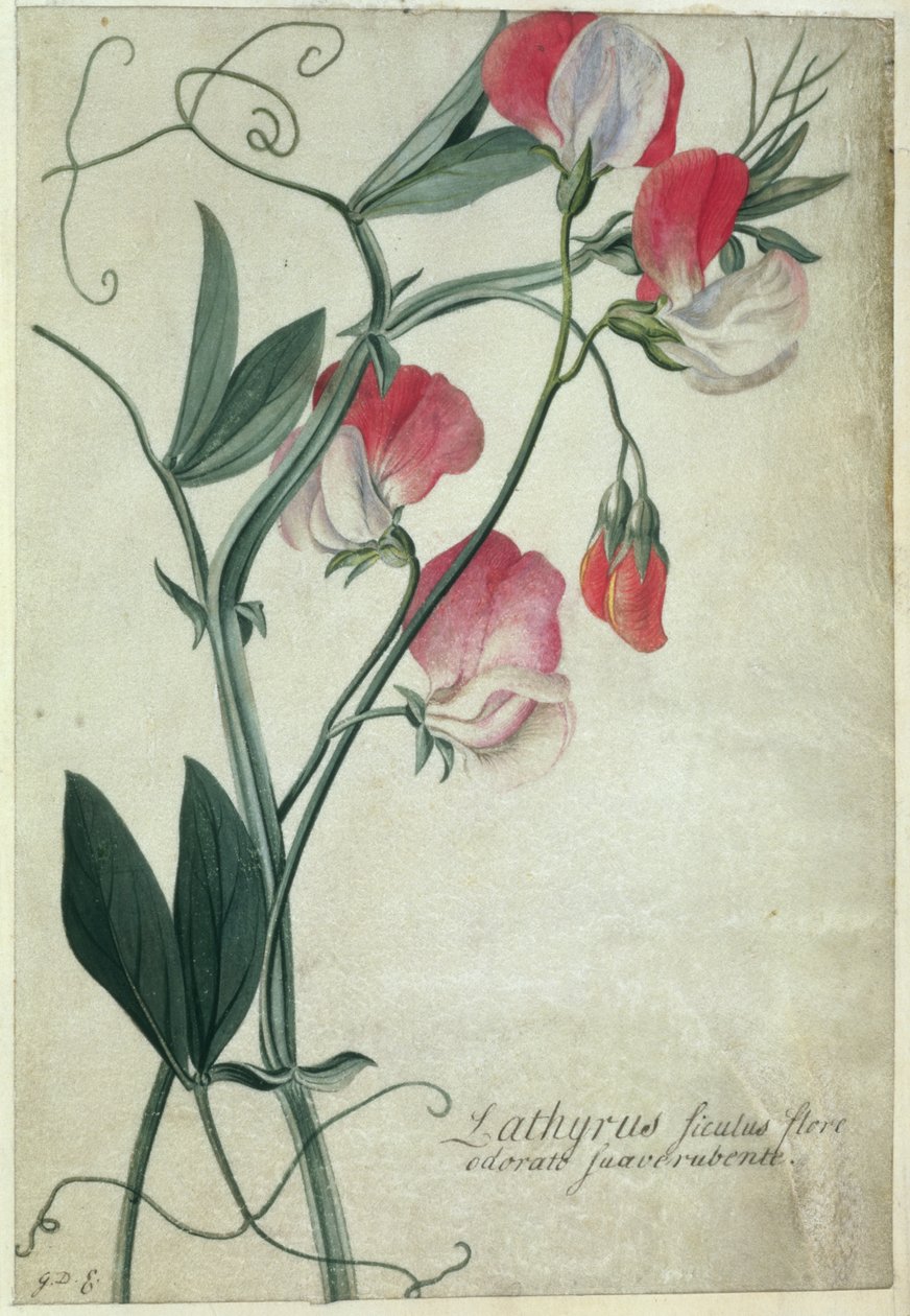 Lathyrus Siculus Flore door Georg Dionysius Ehret