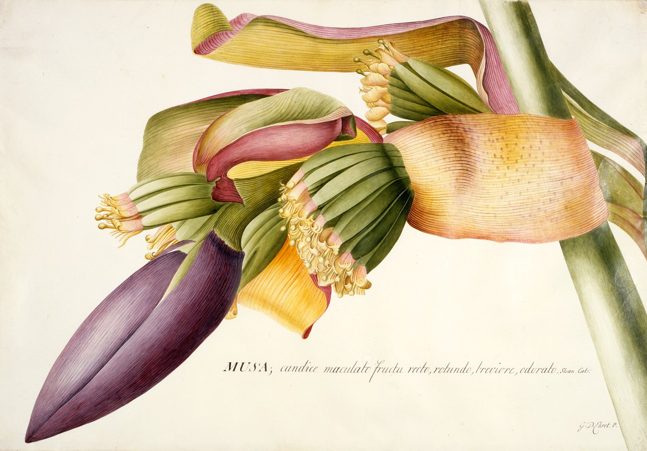 Bloem van de bananenboom (Musa candice maculato fructo) door Georg Dionysius Ehret