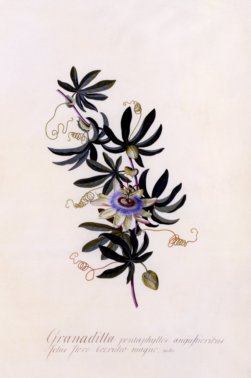 Passiflora Granadilla door Georg Dionysius Ehret