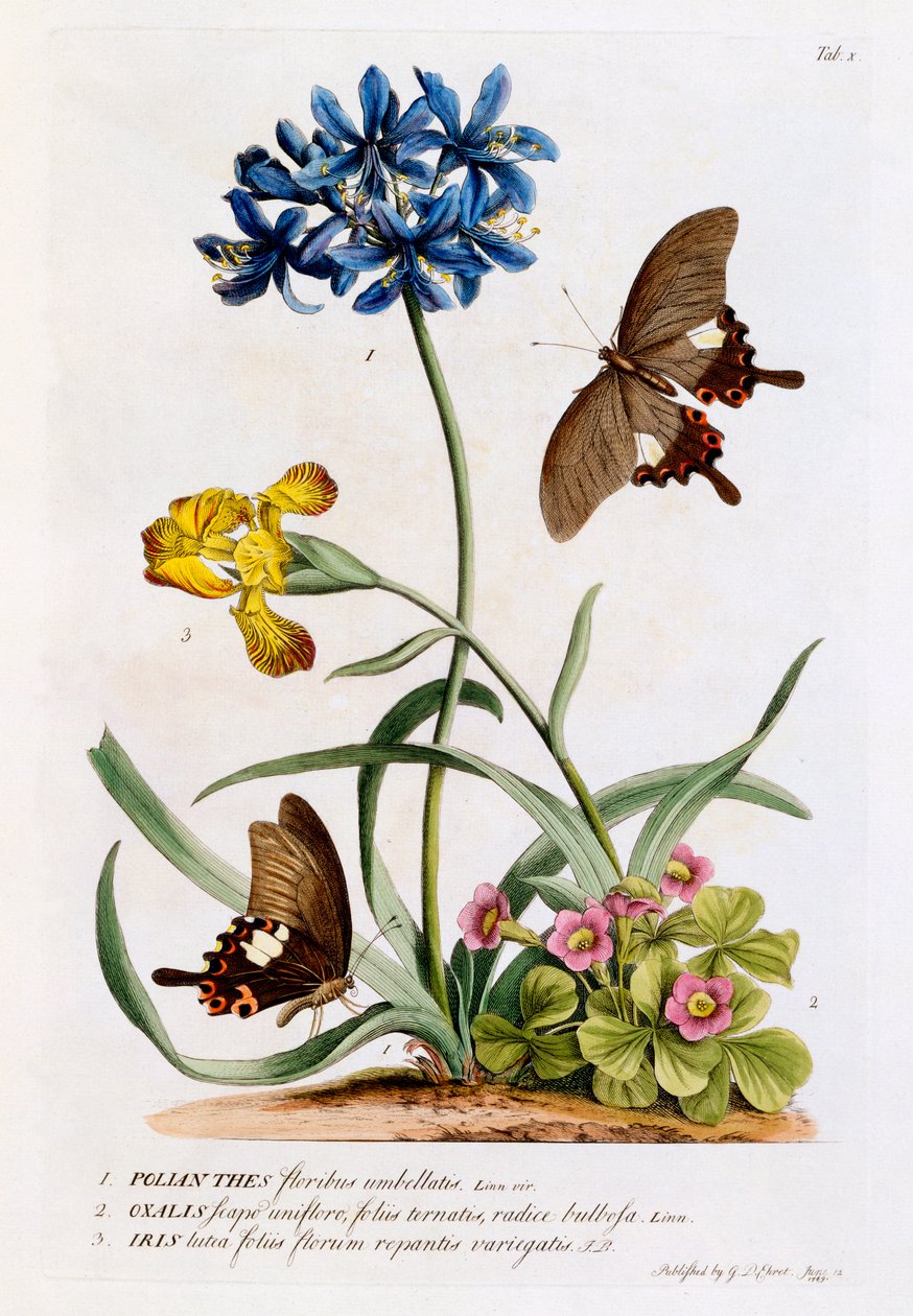 Polianthes, Oxalis en Iris, 1749 door Georg Dionysius Ehret