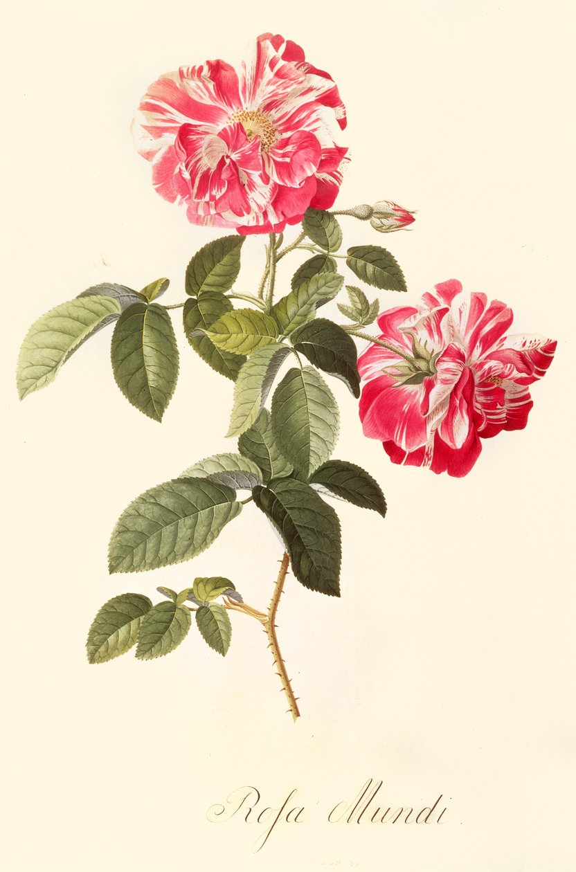 Rosa Mundi door Georg Dionysius Ehret