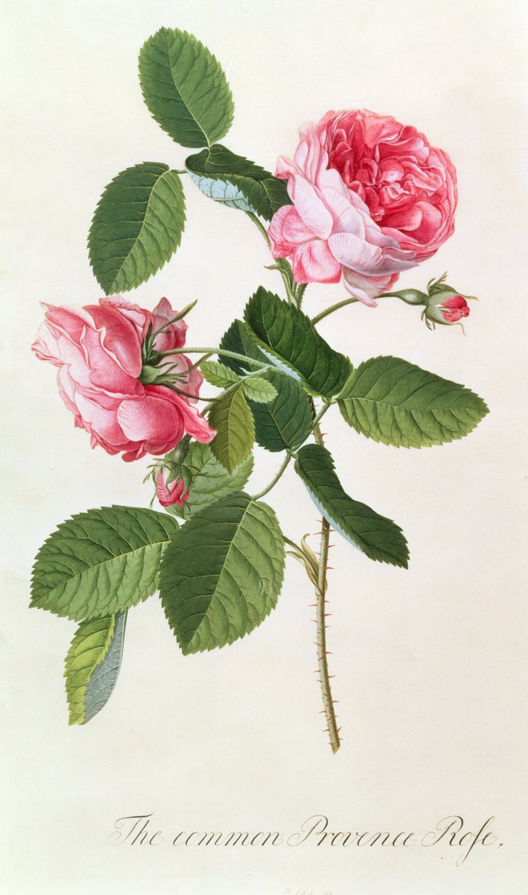 De gewone Provence roos door Georg Dionysius Ehret