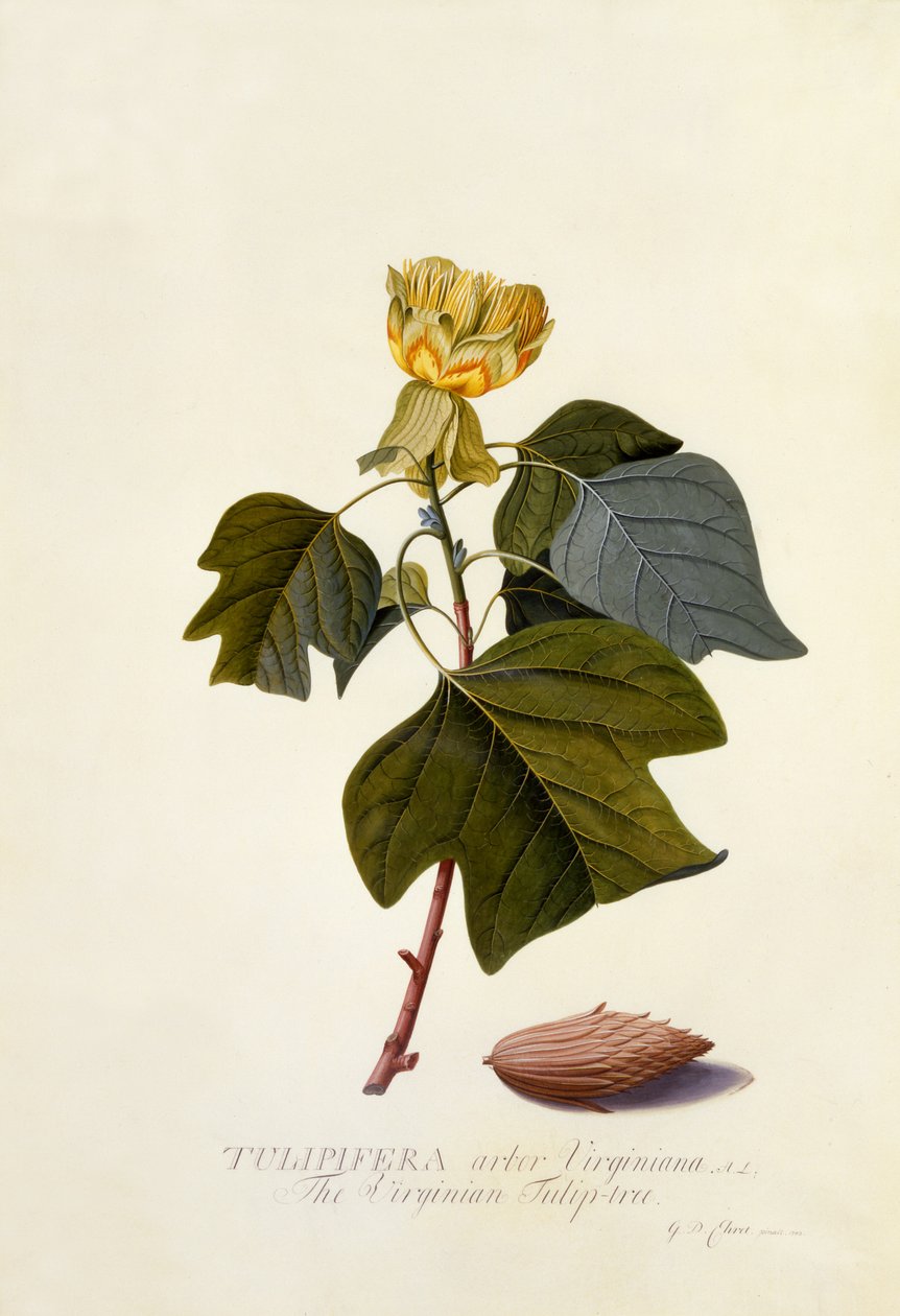 De Virginische tulpenboom door Georg Dionysius Ehret