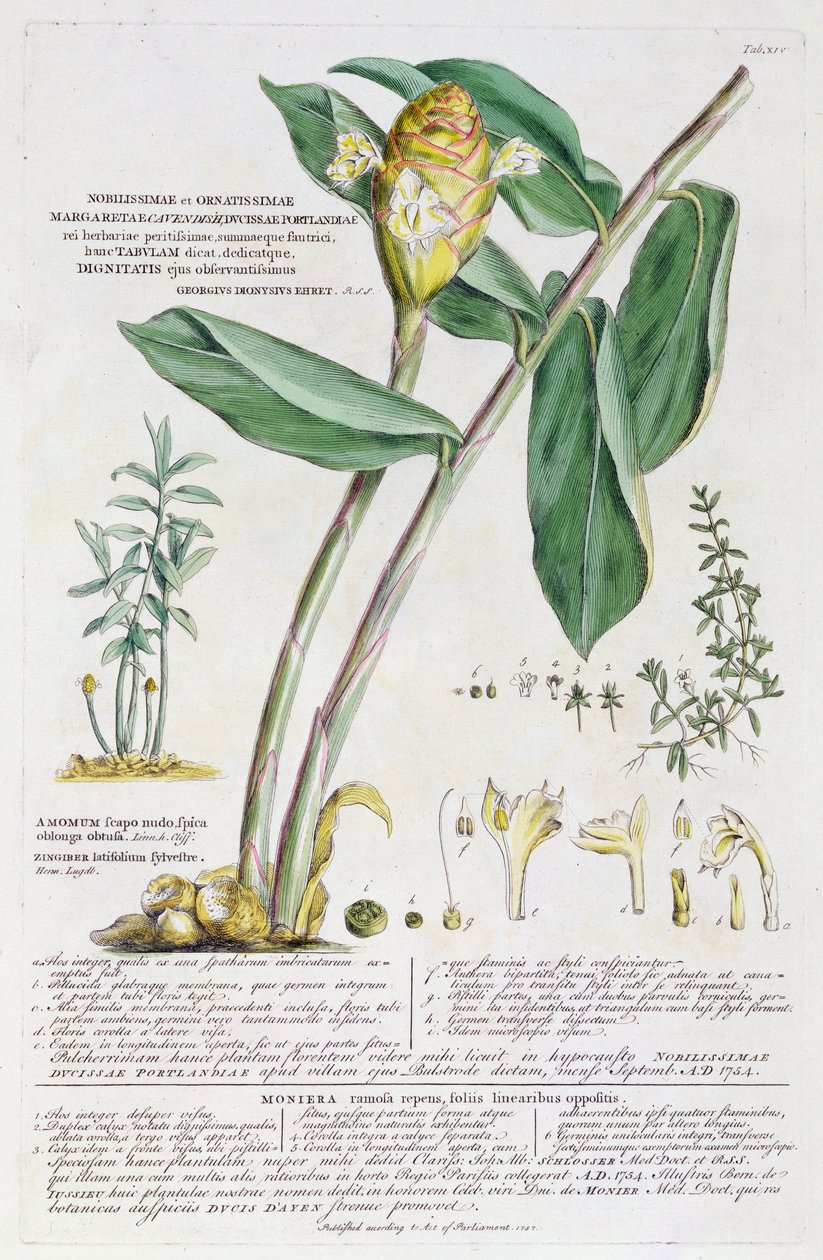 Zingiber latifolium en Amomum, 1754 door Georg Dionysius Ehret