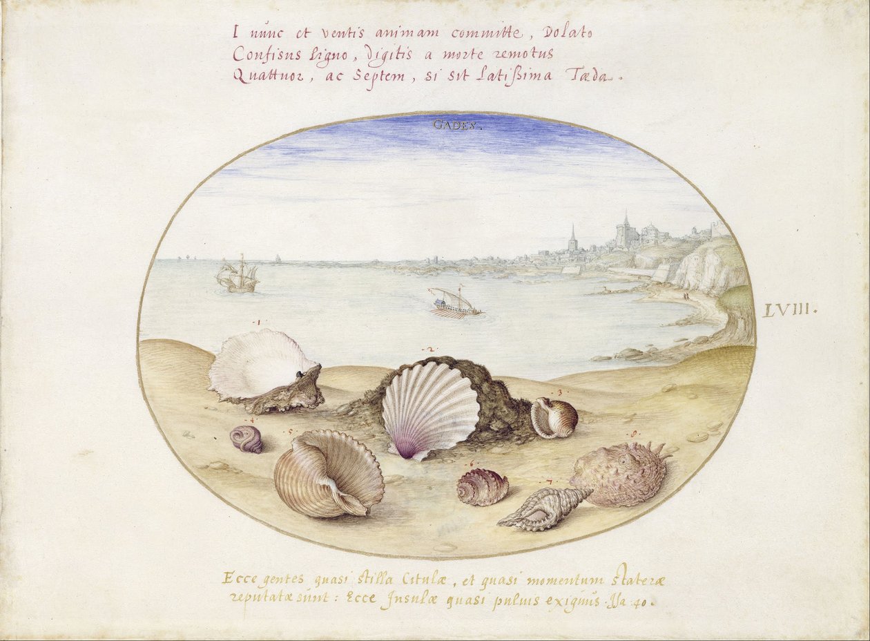Schelpjes en uitzicht op Cadiz door Georg Hoefnagel