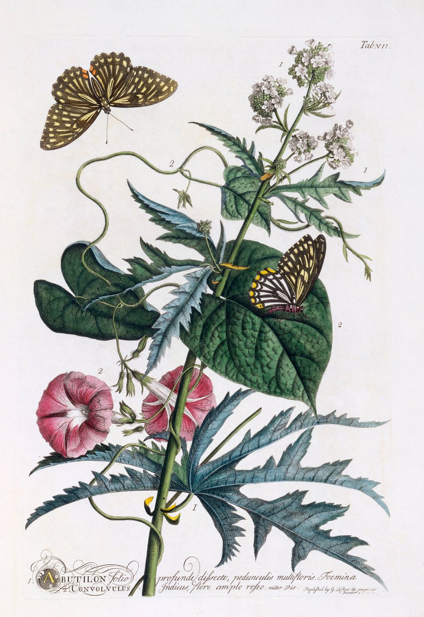 1. Abutilon, 2. Convolvulus, ca. 1748 handgekleurde gravure door "Georg Dionysius Ehret
