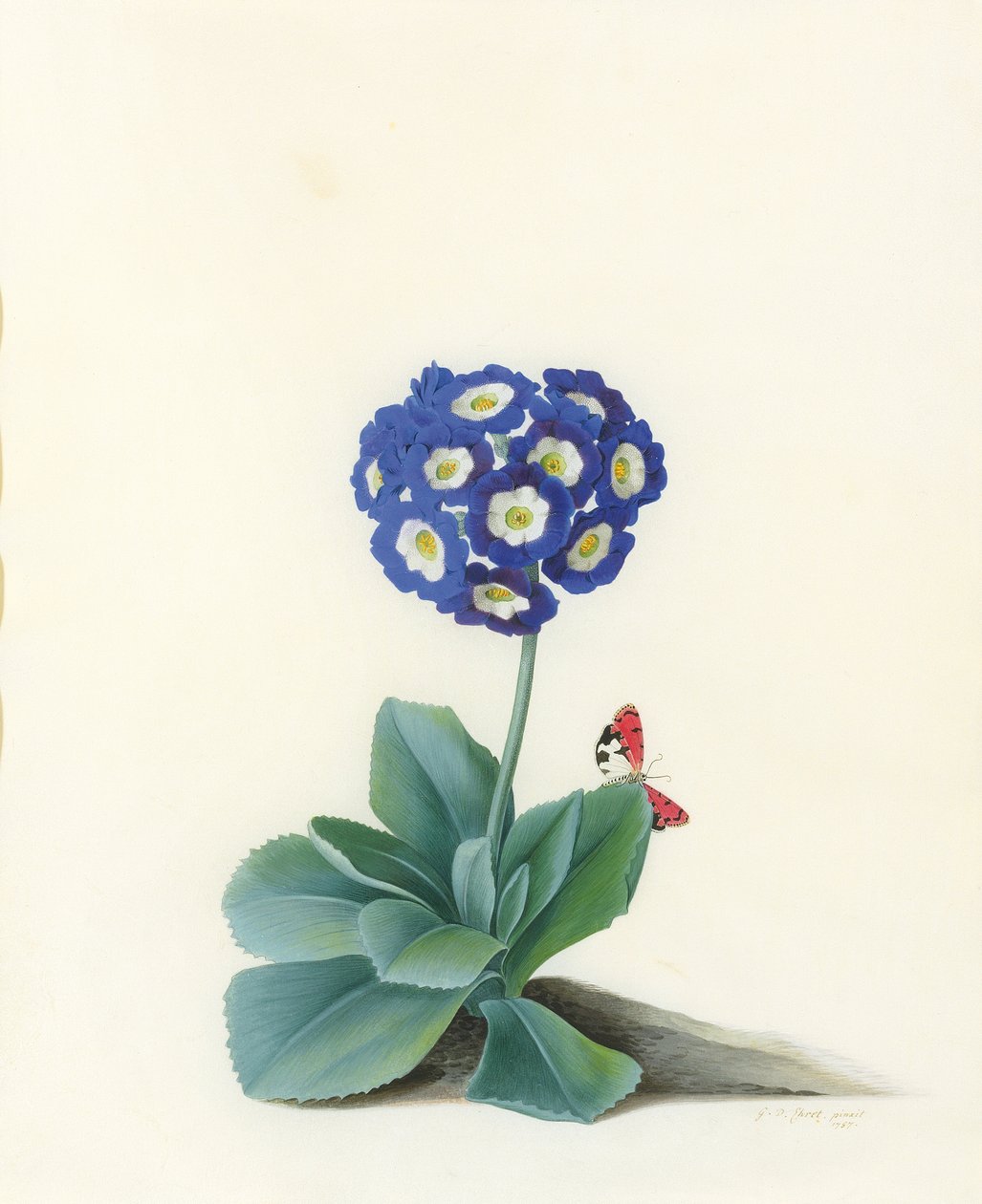 Een blauwe auricula door Georg Dionysius Ehret