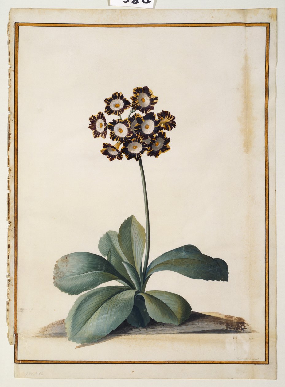 Een Paarse Gevlekte Auricula door Georg Dionysius Ehret
