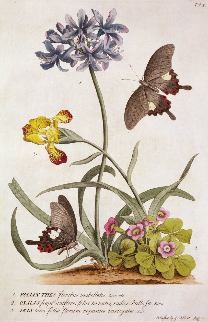 Agapanthus africanus, Iris variegata en een soort Oxalis, uit "Plantae et Papiliones Rariores", 1749 door Georg Dionysius Ehret
