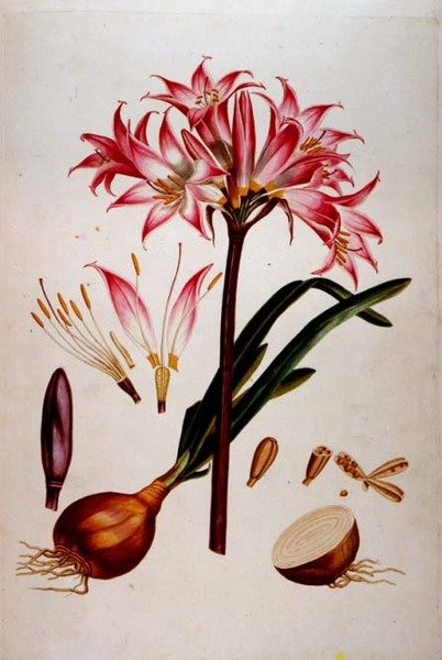 Botanische plaat uit 