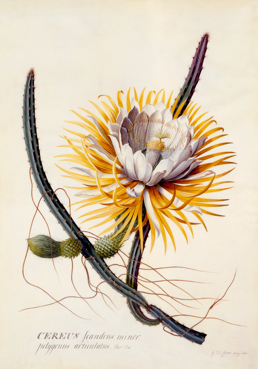 Cereus Koningin van de Nacht, handgekleurde gravure door "Georg Dionysius Ehret