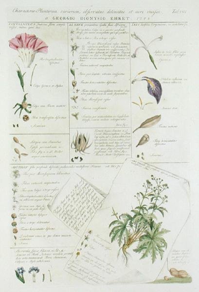 Karakteristieken van bloemen, uit 